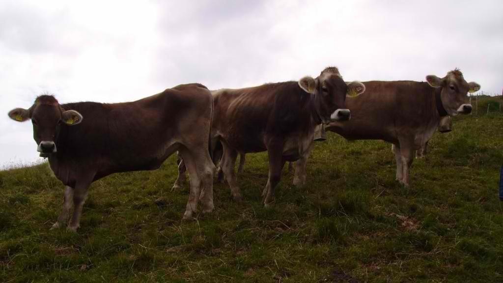 Appartamento Ferienhuette Kaelberweide Hittisau Esterno foto